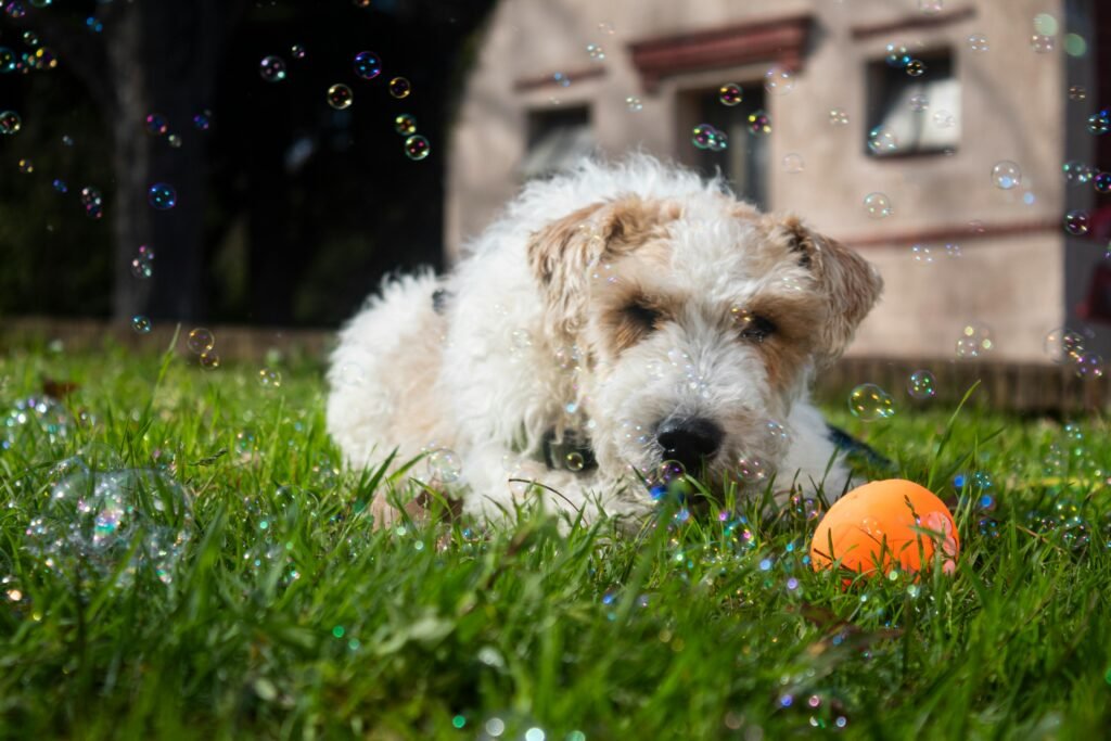 Nationwide Pet Insurance