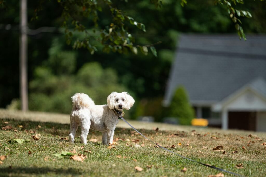 metlife pet insurance